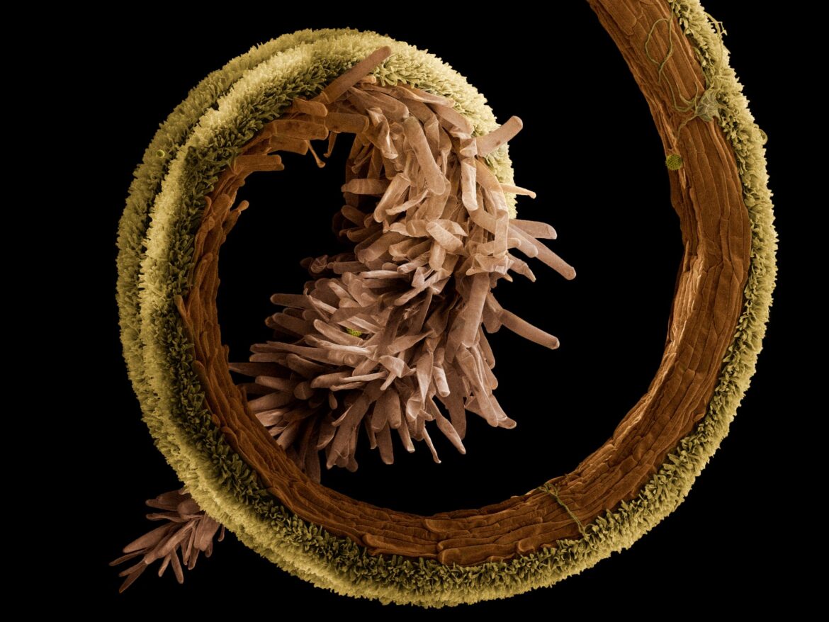 sm_Mikrofotografie_3-Detail-kvItu-afrikanu-zdroj-Kate²ina-Mrazova-Kamila-Hrubanova-Ustav-p²istrojove-techniky-AV-¼R