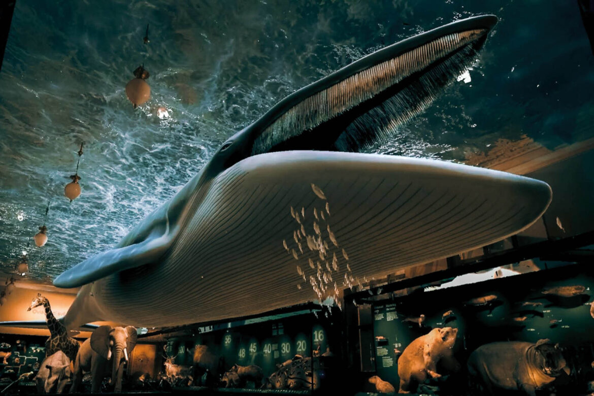 Narodni_muzeum_v_kapse_2-3-1630x1087_u