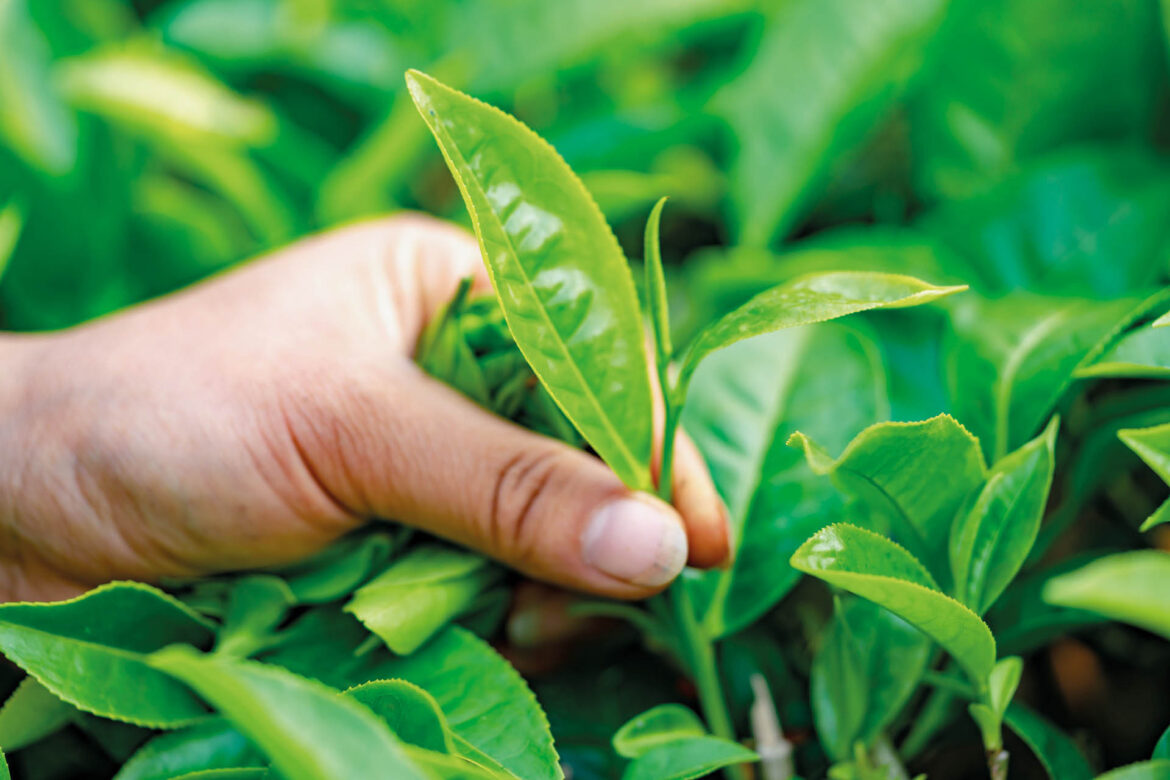 tri_zastaveni_tea-leaves-4547924_1920_u