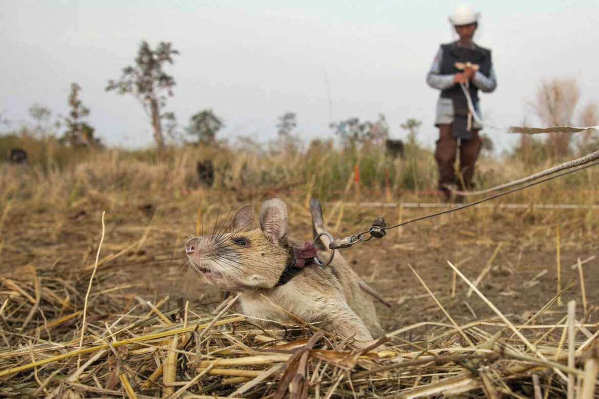36-IMG_3284-rat-working-portraitcrop-1-scaled_u