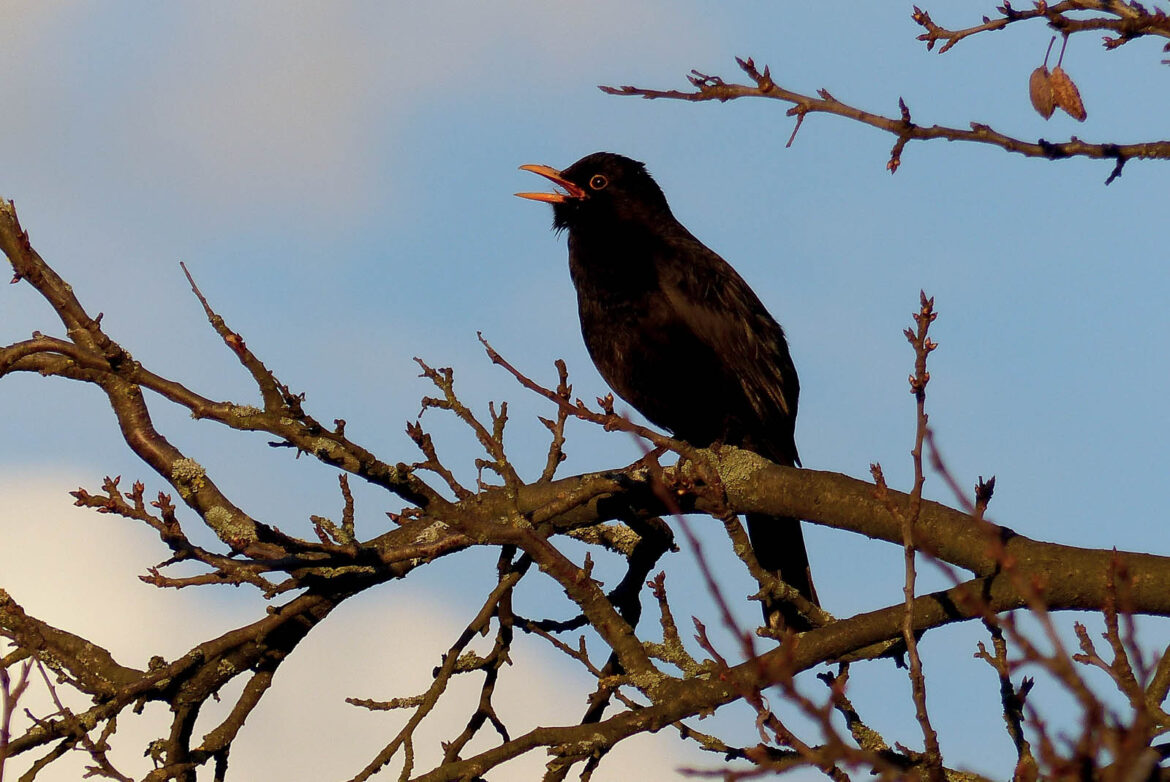 Fotosoutez_Kosarie_u